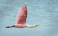 image by Kirms Photography Roseatte Spoonbill-14